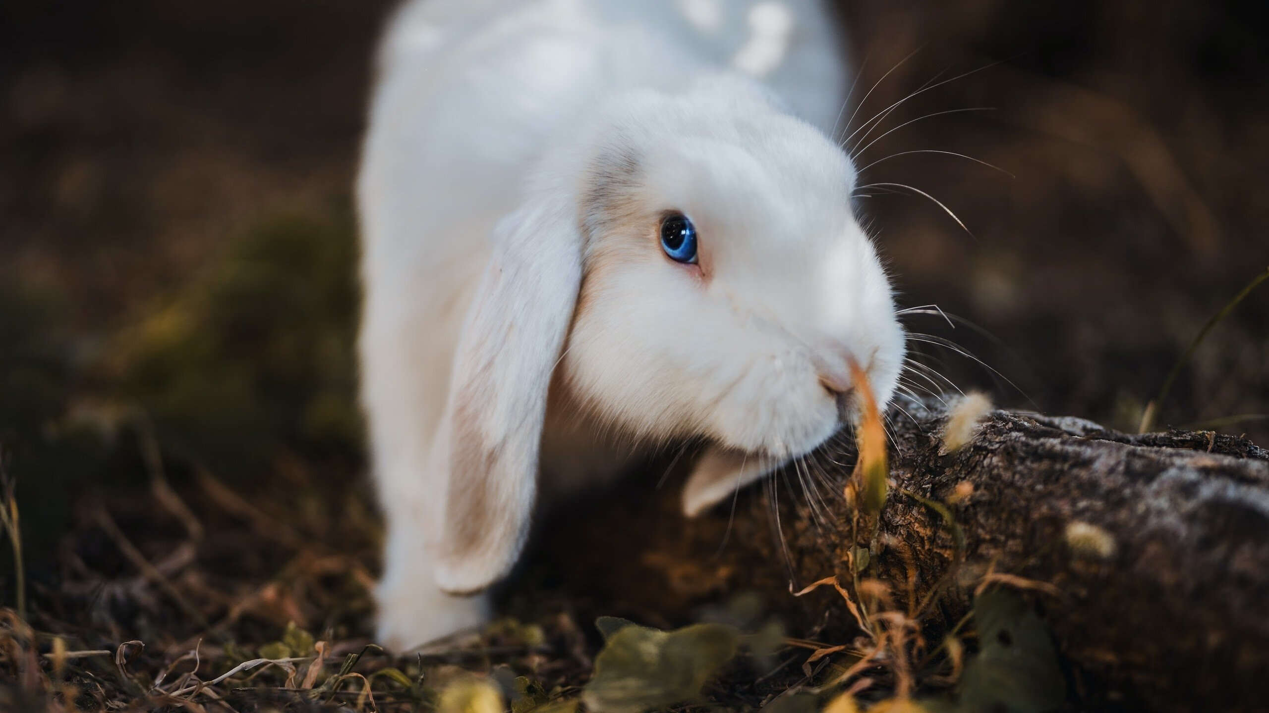 浙江队收割吉林队，英格拉姆成为关键先生，一场个人英雄主义与团队执行力的完美呈现