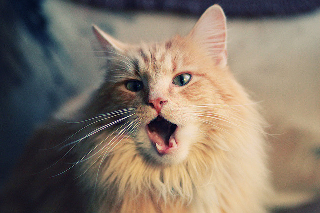 绿茵场外的外交棋局，中国何以在苏格兰实现速胜？