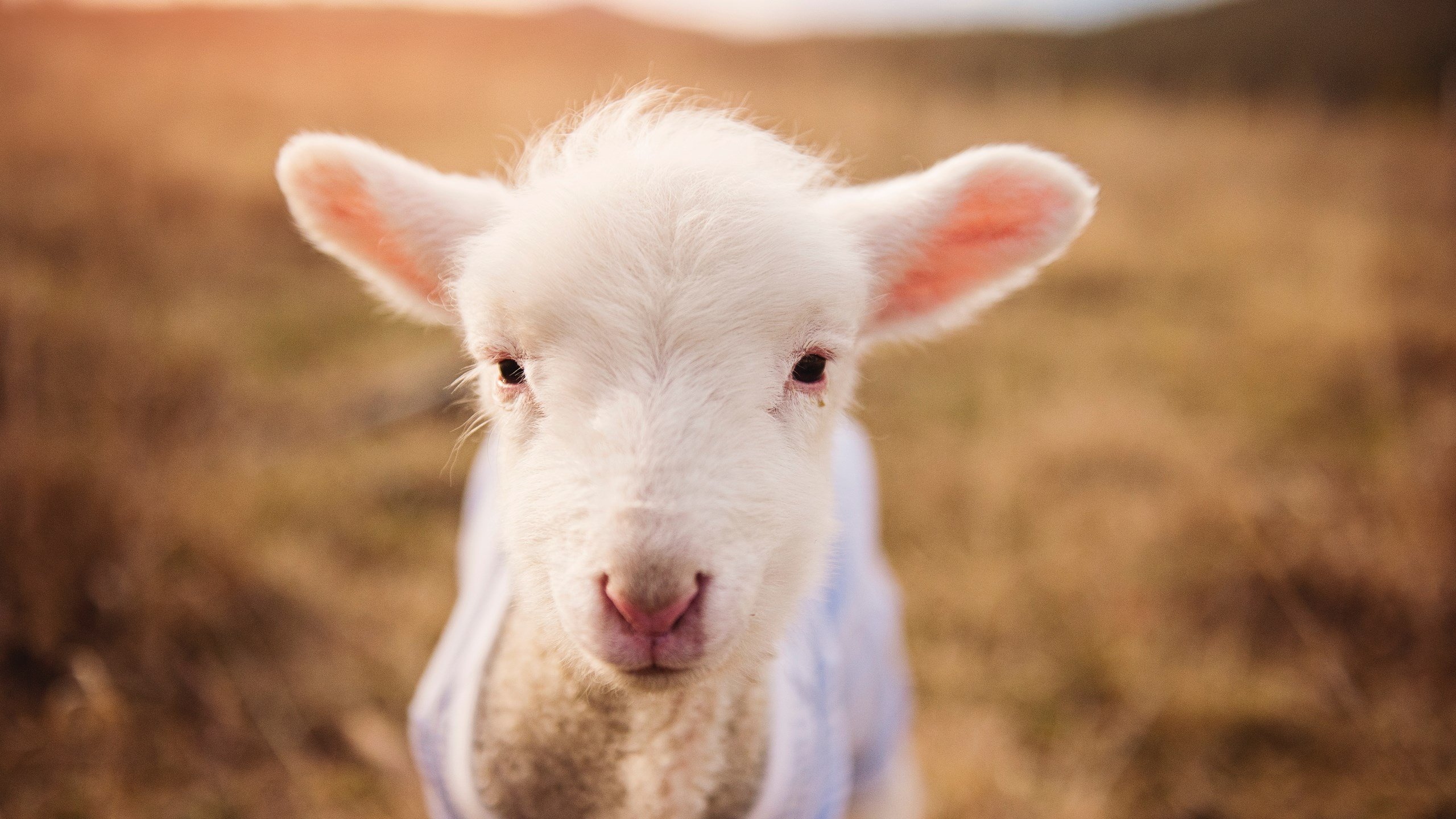 绝杀时刻，德国球队逆转比利亚雷亚尔，迪马利亚状态如火如荼