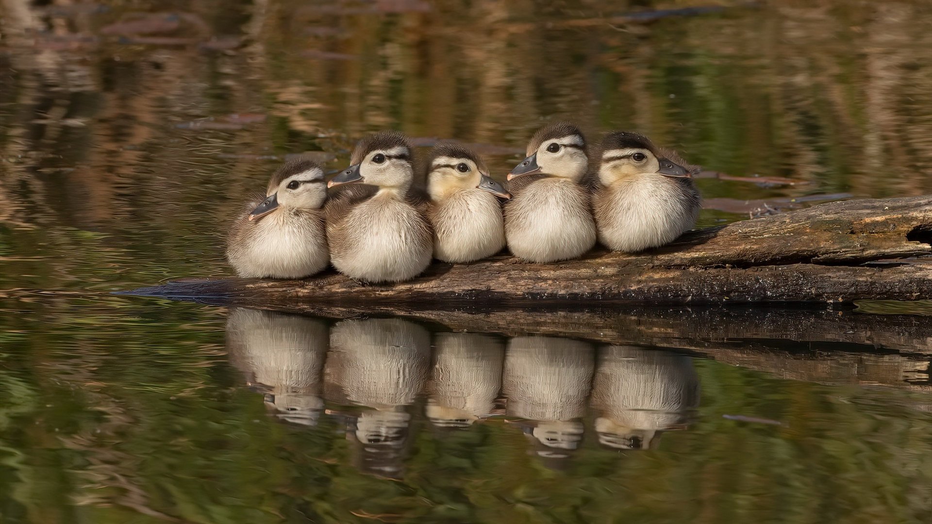 鹈鹕掀翻西部榜首，杰伦·格林化身末节之王主宰胜负