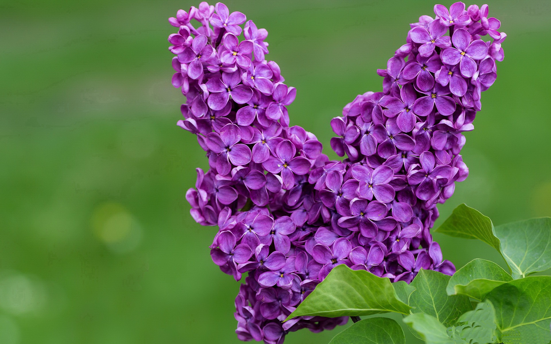 约基奇稳定输出引领风骚，凯尔特人强行终结山西队挑战