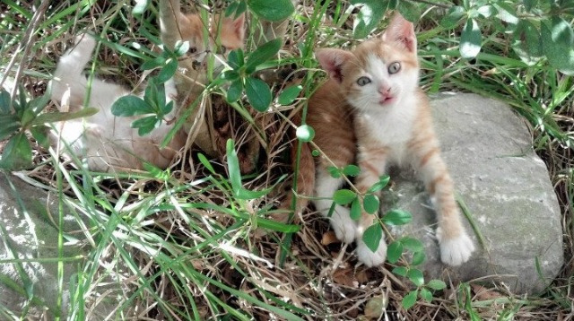 当欧冠级对决遇上碾压局，上海队如何将深圳队钉在战术板上？