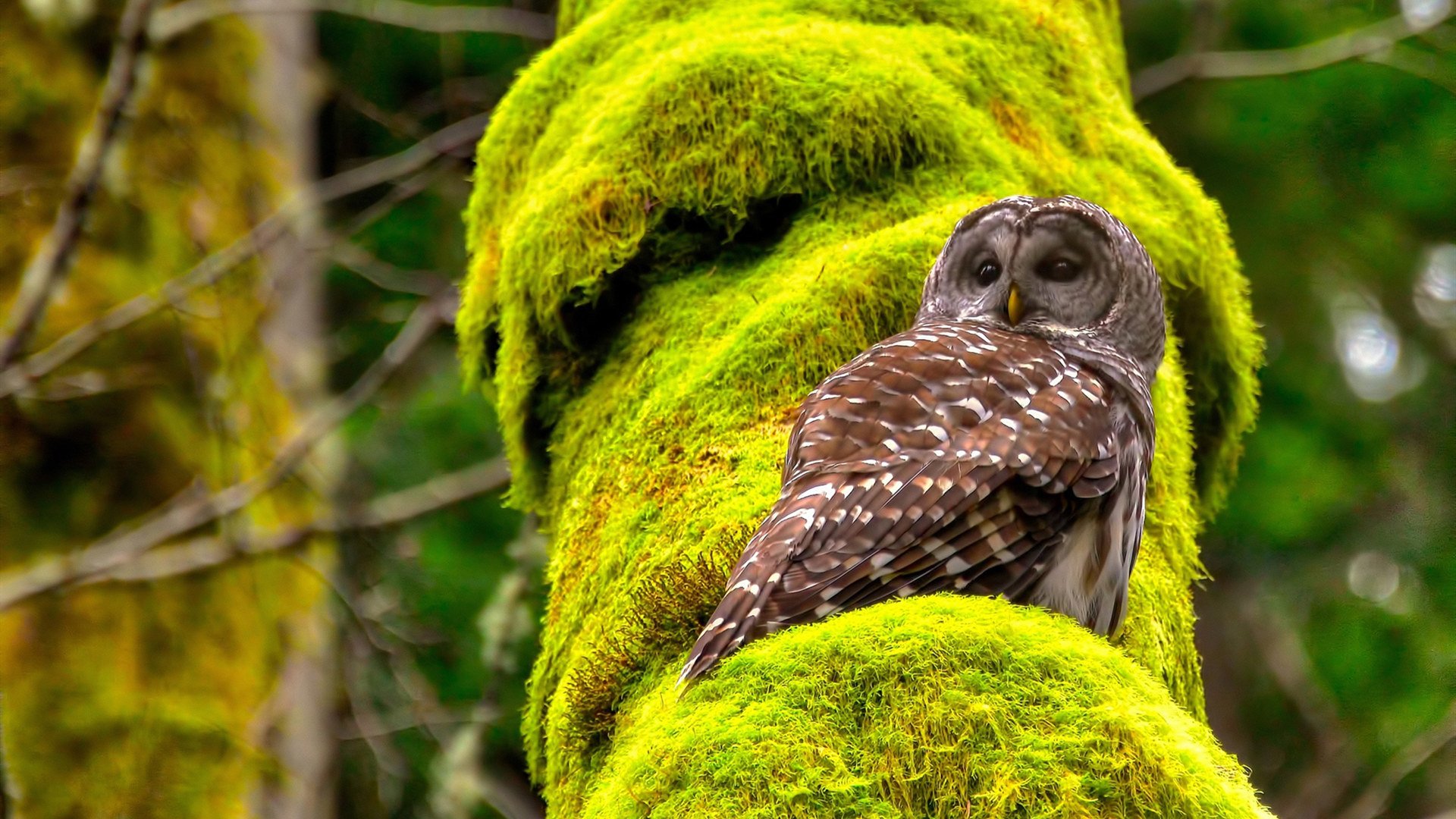 一锤定音!伊萨克闪电破门击溃奥地利,比利时提前终结悬念