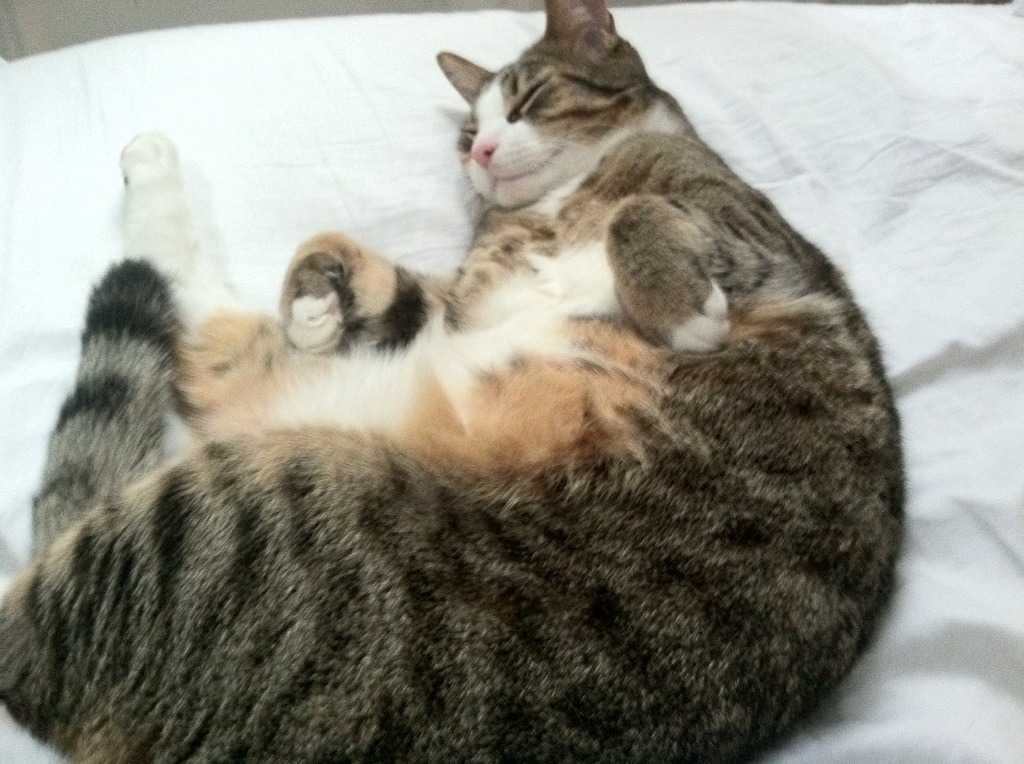 法比尼奥王者归来!马德里竞技黎明前的绝杀震撼墨西哥