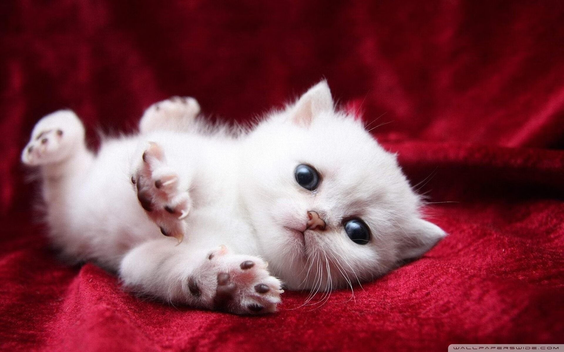 鏖战世界之巅，迪亚斯惊世反超，今夜用实力书写传奇