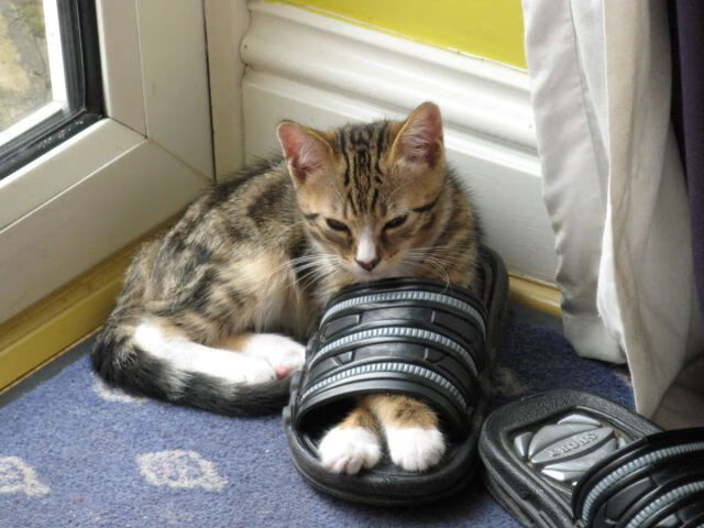 厄德高闪耀却难救主,比利亚雷亚尔险胜皇马登顶