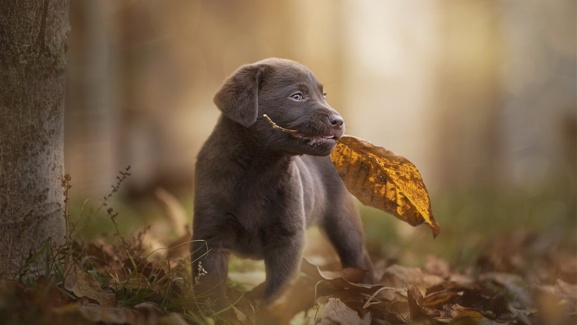 阿根廷狂轰滥炸难撼日本坚韧防线，德布劳内绝妙指挥定乾坤