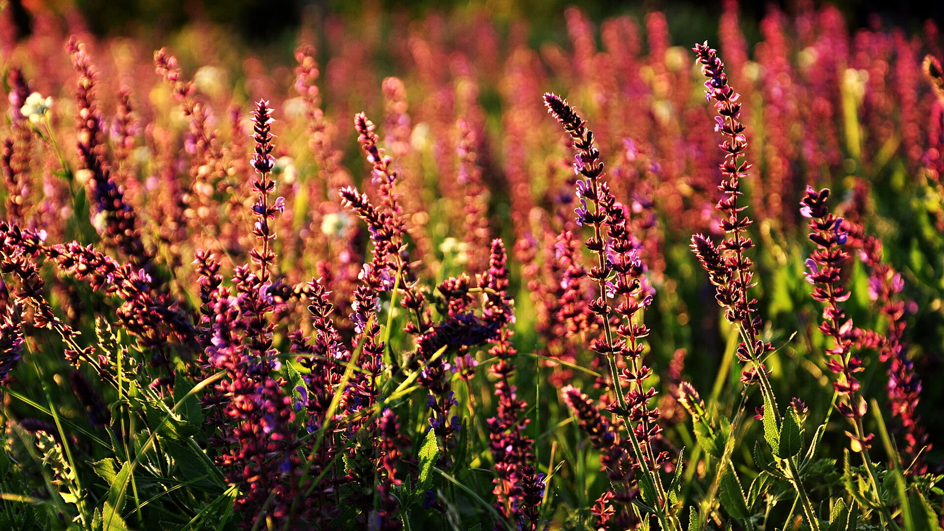 绿茵烽火与篮坛硝烟，争冠路上的封锁与突围
