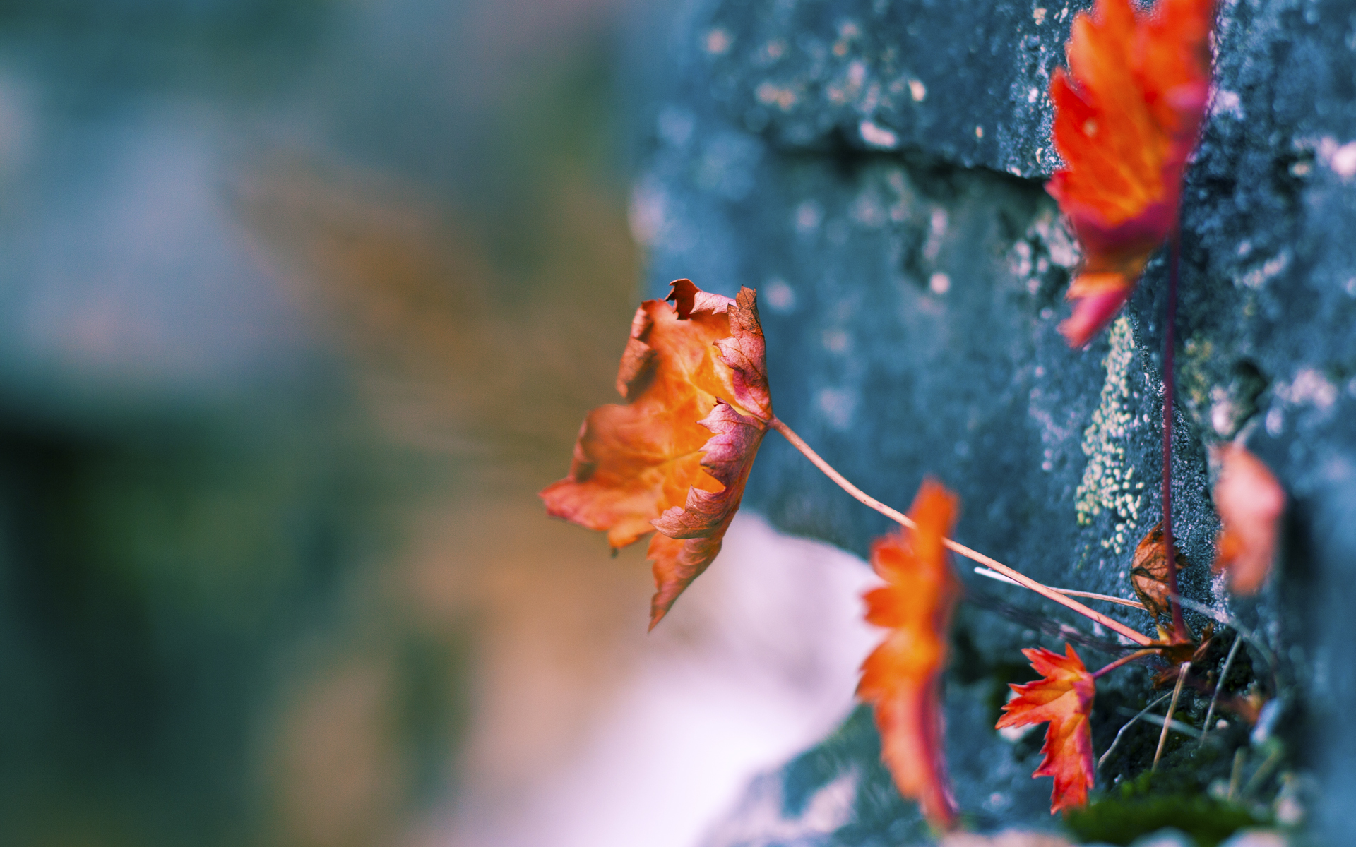 文班亚马光芒万丈，辽宁铁链绞杀猛龙翅膀