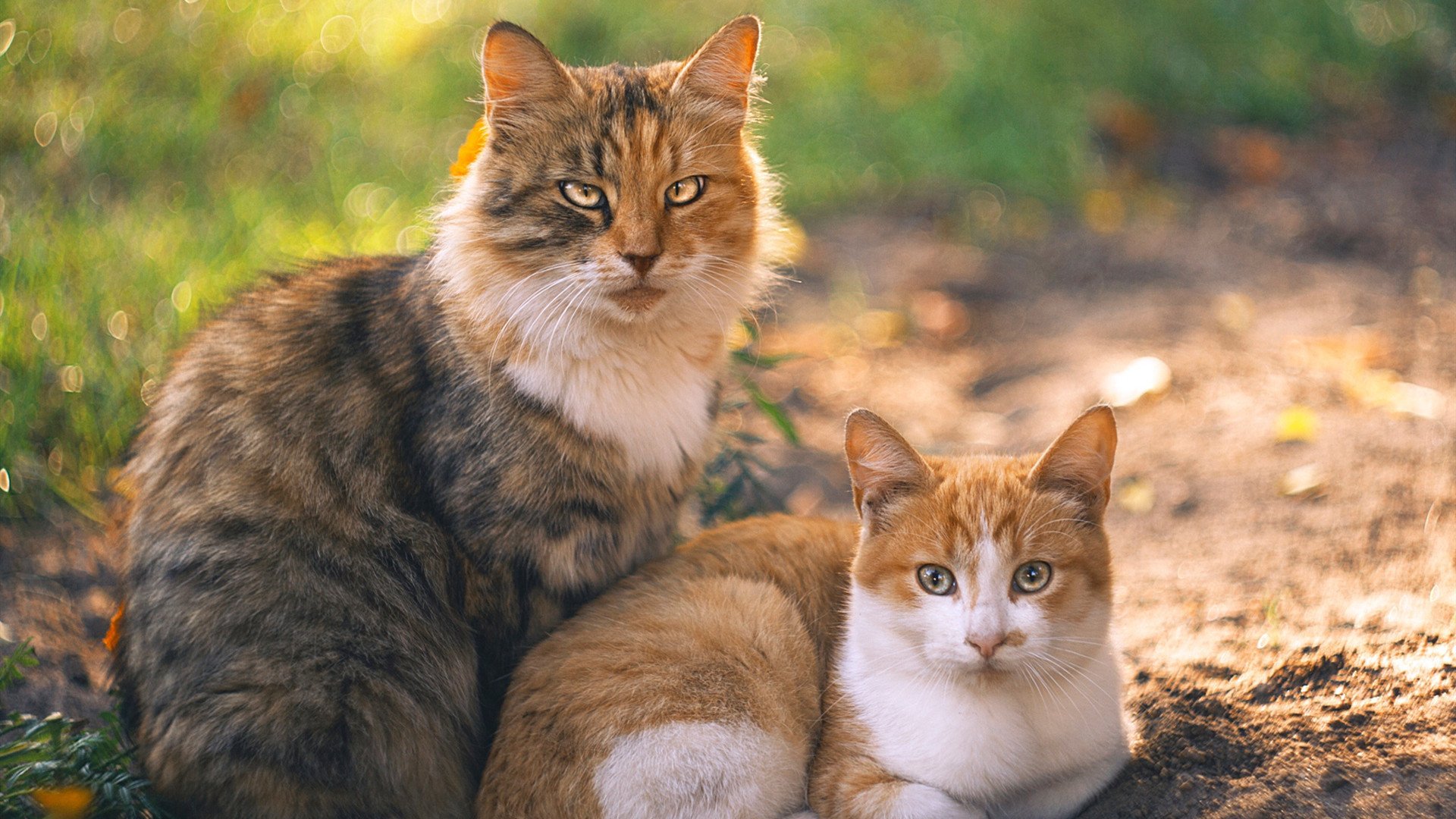 广厦全面压制吉林背后，伦纳德一人改变棋盘走向