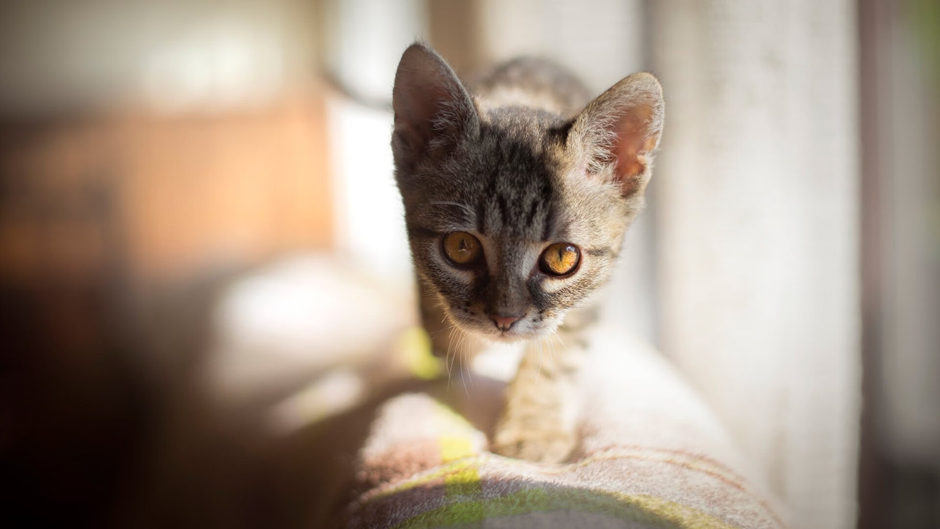 字母哥数据全面爆炸,雄鹿主场大胜马刺