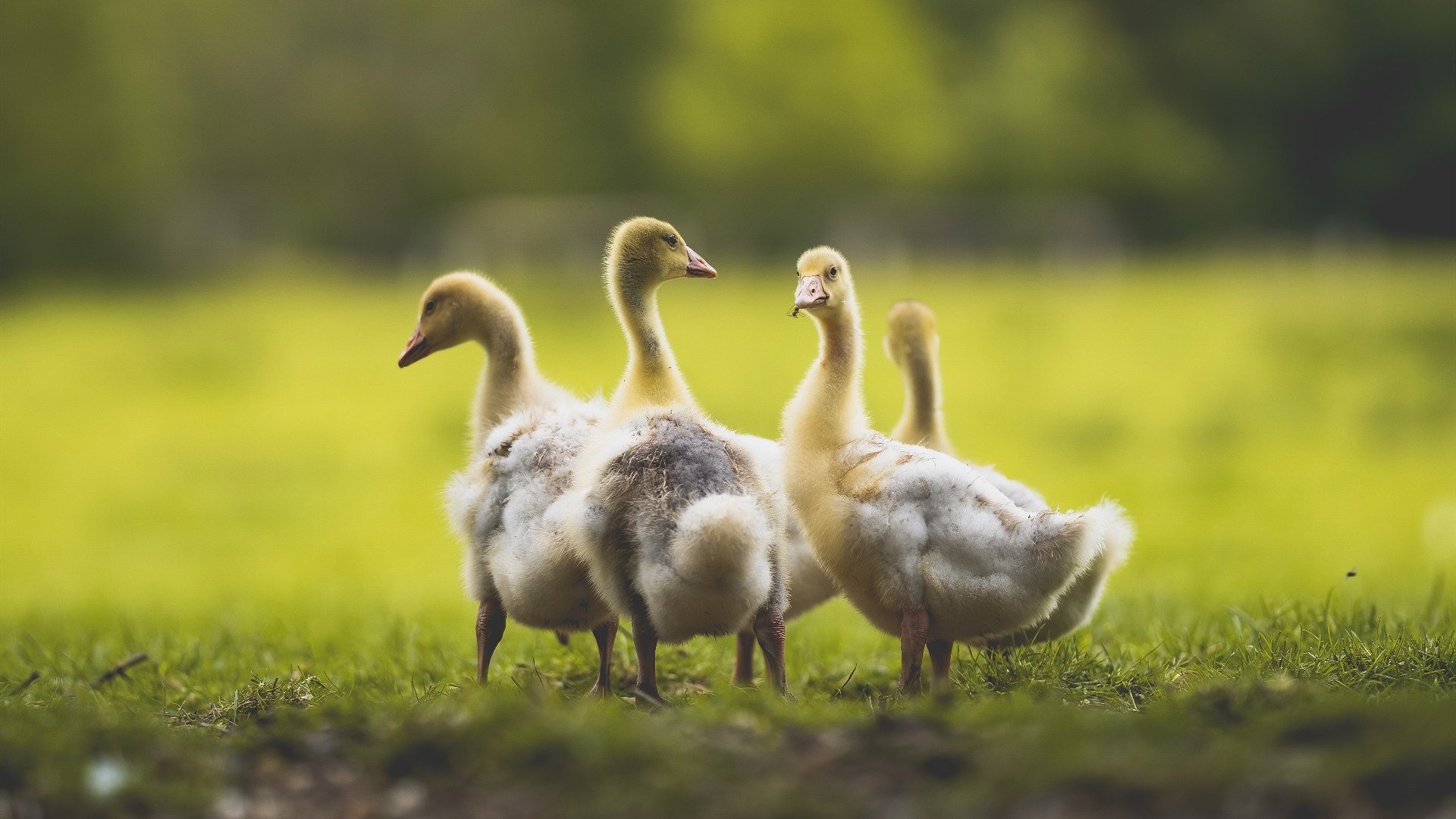 加勒比黑马撼动北美大陆,哥斯达黎加硬仗击退皇家社会阴影